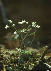 Erophila verna (L.) DC. attēls