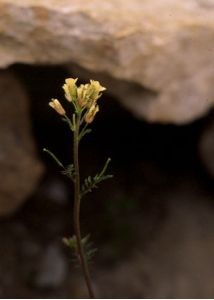 Erucastrum gallicum (Willd.) O.E.Schulz attēls