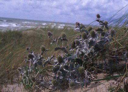 Eryngium maritimum L. attēls