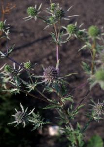 Eryngium planum L. attēls