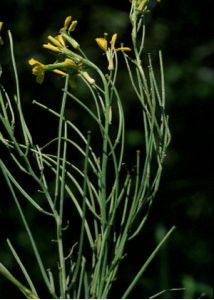 Erysimum canescens (Roth) Rupr. attēls