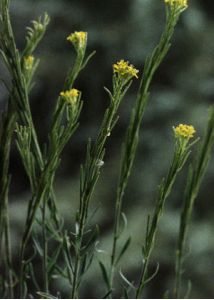 Erysimum hieracifolium L. attēls