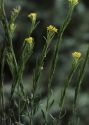 Erysimum hieracifolium L. attēls