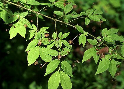 Euonymus verrucosa Scop. attēls