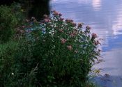 Eupatorium cannabinum L. attēls