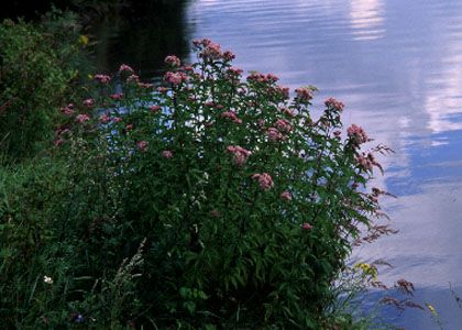 Eupatorium cannabinum L. attēls