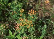 Euphorbia cyparissias L. attēls