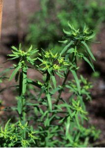 Euphorbia exigua L. attēls