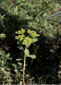 Euphorbia helioscopia L. attēls