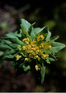 Euphorbia palustris L. attēls