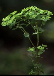 Euphorbia peplus L. attēls