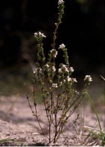 Euphrasia parviflora Schag. attēls