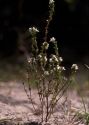 Euphrasia parviflora Schag. attēls