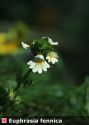 Euphrasia rostkoviana Hayne attēls