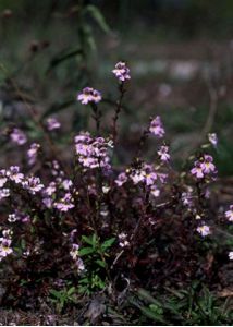 Euphrasia stricta D.Wolff ex J.F.Lehm. attēls