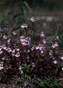 Euphrasia stricta D.Wolff ex J.F.Lehm. attēls