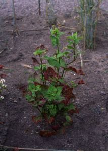 Fagopyrum tataricum (L.) Gaertn. attēls