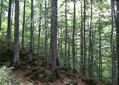 Fagus sylvatica L. attēls