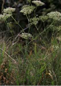 Falcaria vulgaris Bernh. attēls