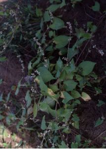 Fallopia convolvulus (L.) Á.Löve attēls