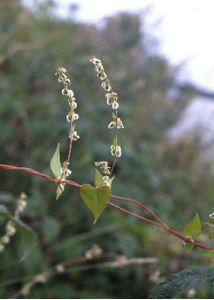 Fallopia dumetorum (L.) Holub attēls