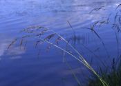 Festuca arundinacea Schreb. attēls