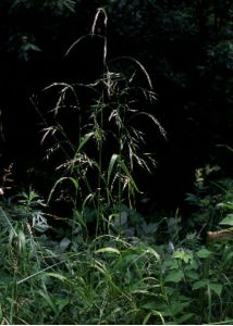 Festuca gigantea (L.) Vill. attēls