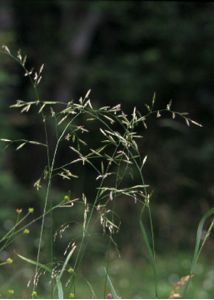 Festuca pratensis Huds. attēls