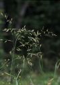 Festuca pratensis Huds. attēls