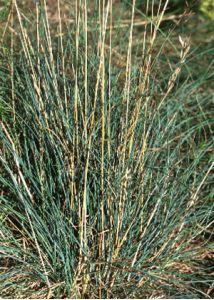 Festuca trachyphylla (Hack.) Krajina attēls