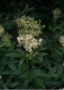 Filipendula ulmaria (L.) Maxim. attēls