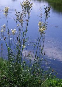 Filipendula vulgaris Moench attēls