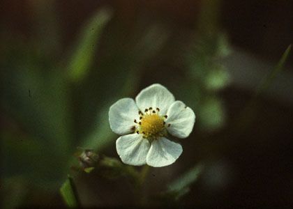 Fragaria vesca L. attēls