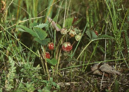 Fragaria viridis Duchesne attēls