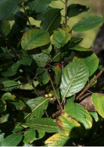 Frangula alnus Mill. attēls