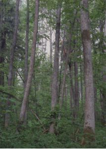 Fraxinus excelsior L. attēls