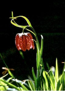Fritillaria meleagris L. attēls