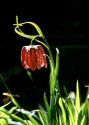 Fritillaria meleagris L. attēls