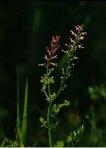 Fumaria officinalis L. attēls