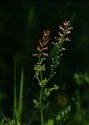 Fumaria officinalis L. attēls