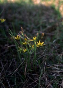 Gagea erubescens (Besser) Schult. et Schult.f. attēls