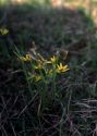 Gagea erubescens (Besser) Schult. et Schult.f. attēls