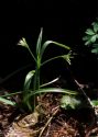 Gagea lutea (L.) Ker Gawl. attēls