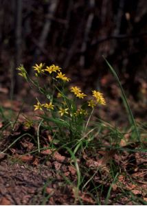 Gagea minima (L.) Ker Gawl. attēls