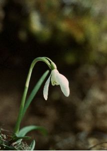 Galanthus nivalis L. attēls