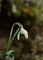 Galanthus nivalis L. attēls