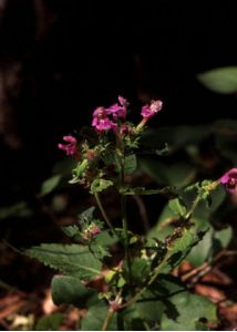 Galeopsis pubescens Besser attēls