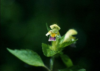 Galeopsis speciosa Mill. attēls