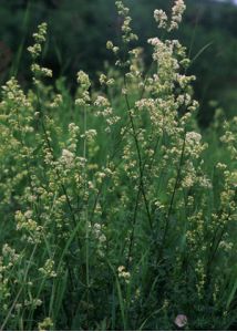 Galium album Mill. attēls