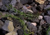 Galium aparine L. attēls